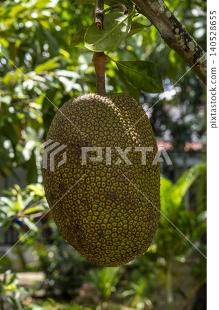 A single large jackfruit hangs from a branch on a short thick stem. Its textured yellow-green skin with hexagonal patterns is sharp against a soft bokeh garden background. A single large jackfruit hangs from a branch on a short thick stem. Its textured yellow-green skin with hexagonal patterns is sharp against a soft bokeh garden background. 140528655