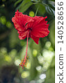 A vivid red hibiscus flower covered in tiny water droplets, its long prominent stamen hanging downward with yellow pollen tips. Soft green bokeh fills the background. 140528656
