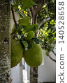 Two young green jackfruits grow side by side from a branch near the mottled grey trunk of a tree. Glossy leaves above them catch the light against a blurred courtyard background. 140528658