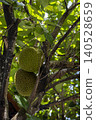 Two round green jackfruits nestled among the dark gnarled branches of a tree, surrounded by patches of sunlit leaves and glimpses of blue sky filtering through the canopy. 140528659