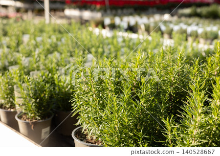 Fresh herb garden with rosemary and plants in pots gardening concept Fresh herb garden with rosemary and plants in pots gardening concept 140528667