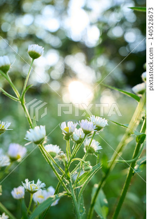A nostalgic and fantastical background image of a field of fleabane flowers bathed in the golden light of twilight. A nostalgic and fantastical background image of a field of fleabane flowers bathed in the golden light of twilight. 140528673