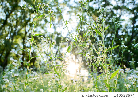 A nostalgic and fantastical background image of a field of fleabane flowers bathed in the golden light of twilight. A nostalgic and fantastical background image of a field of fleabane flowers bathed in the golden light of twilight. 140528674