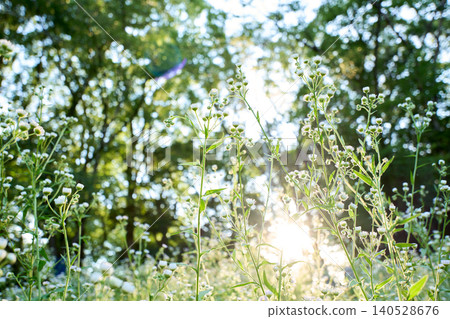 A nostalgic and fantastical background image of a field of fleabane flowers bathed in the golden light of twilight. 140528676