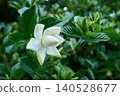 The double-flowered gardenia blossoms, with their pure white elegance, have begun to bloom beautifully, signaling the arrival of early summer. 140528677