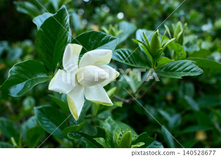 重瓣梔子花以其純白優雅的姿態開始美麗綻放,預示著初夏的到來。 重瓣梔子花以其純白優雅的姿態開始美麗綻放,預示著初夏的到來。 140528677