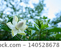 The double-flowered gardenia blossoms, with their pure white elegance, have begun to bloom beautifully, signaling the arrival of early summer. 140528678