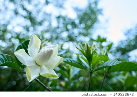 重瓣梔子花以其純白優雅的姿態開始美麗綻放,預示著初夏的到來。 重瓣梔子花以其純白優雅的姿態開始美麗綻放,預示著初夏的到來。 140528678