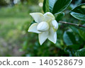 The double-flowered gardenia blossoms, with their pure white elegance, have begun to bloom beautifully, signaling the arrival of early summer. 140528679