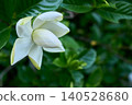 The double-flowered gardenia blossoms, with their pure white elegance, have begun to bloom beautifully, signaling the arrival of early summer. 140528680