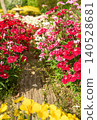 Bathed in the gentle spring sunshine, the red Dianthus flowers bloom profusely on both sides of the flowerbed path. 140528681