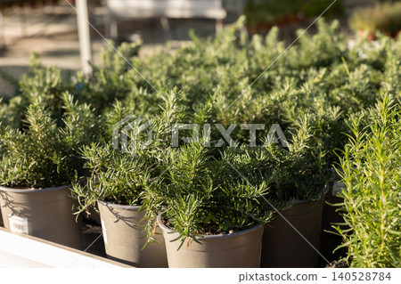 Rosemary carefully planted in pots Rosemary carefully planted in pots 140528784