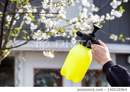 Treating cherry blossoms with a boric acid mixture to combat cherry blossom fly and coccomycosis. Increasing yields. Copy space for text Treating cherry blossoms with a boric acid mixture to combat cherry blossom fly and coccomycosis. Increasing yields. Copy space for text 140528964