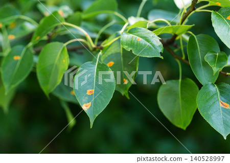 Green leaves of pear tree branch displaying symptoms of fungal disease with prominent orange spots on surface in natural garden environment Green leaves of pear tree branch displaying symptoms of fungal disease with prominent orange spots on surface in natural garden environment 140528997