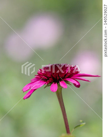 花壇裡的紫錐菊呈紅紫色。 花壇裡的紫錐菊呈紅紫色。 140529027