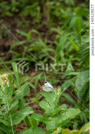 A cabbage white butterfly perched on a radish leaf. A cabbage white butterfly perched on a radish leaf. 140529077