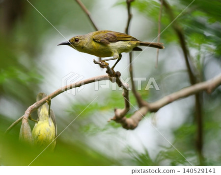 Brown-throated sunbird or Plain-throated sunbird ( Anthreptes malacensis ) on tree branch with natural green background, Small green bird with brown head in Thailand Brown-throated sunbird or Plain-throated sunbird ( Anthreptes malacensis ) on tree branch with natural green background, Small green bird with brown head in Thailand 140529141