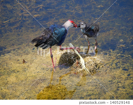 Bird is feeding chick, Parent of Purple Swamphen ( Porphyrio porphyrio ) eating shoot of aquatic plant on water in wetland, The blue waterbird has colorful beaks and red long legs in lake, Thailand 140529148