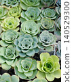 多汁植物 140529300