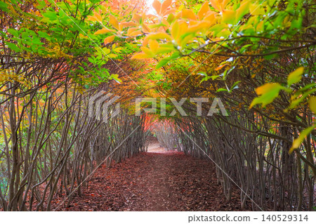 福岡縣添田市岩石山登山步道旁的吊鐘花隧道 福岡縣添田市岩石山登山步道旁的吊鐘花隧道 140529314