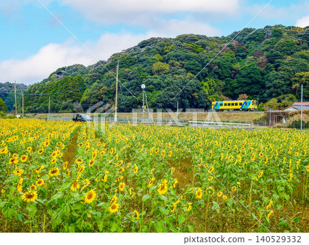 開滿黃色花朵的向日葵田和平成築豐鐵道列車 開滿黃色花朵的向日葵田和平成築豐鐵道列車 140529332