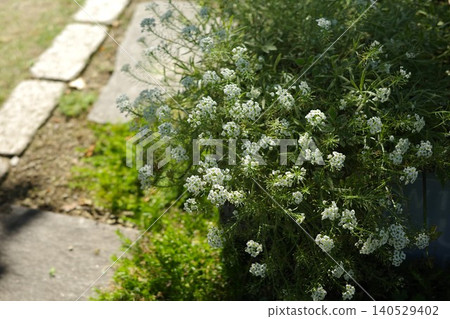 花壇裡的香雪球(Alyssum gracilis) 花壇裡的香雪球(Alyssum gracilis) 140529402