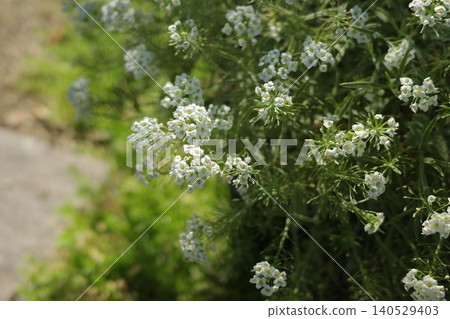 Sweet alyssum (Alyssum gracilis) in the flowerbed Sweet alyssum (Alyssum gracilis) in the flowerbed 140529403
