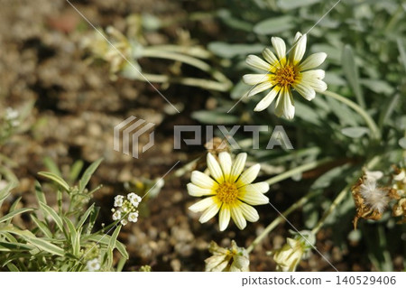 Gazanias blooming in the flowerbed, silver-leaved flowers Gazanias blooming in the flowerbed, silver-leaved flowers 140529406