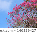 櫻花 140529427