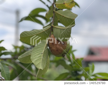 Close Up Of Psidium Guajava Fruit With Brown Skin Rot On Branch Close Up Of Psidium Guajava Fruit With Brown Skin Rot On Branch 140529780
