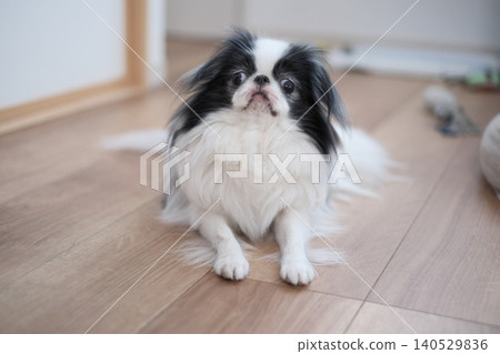 The adorable expression of a Japanese Chin looking up. A small dog relaxing indoors. The adorable expression of a Japanese Chin looking up. A small dog relaxing indoors. 140529836