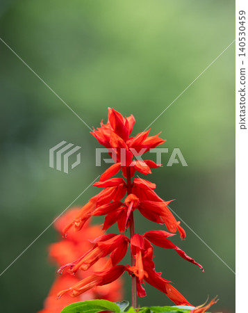 Bright red salvia in a summer flowerbed Bright red salvia in a summer flowerbed 140530459