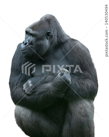 western lowland gorilla isolated on white background western lowland gorilla isolated on white background 140530494