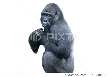 western lowland gorilla isolated on white background western lowland gorilla isolated on white background 140530496