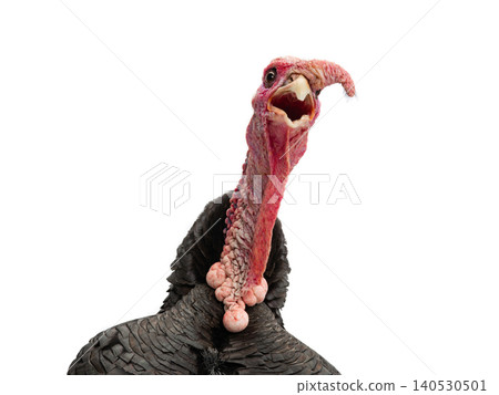 portrait turkey isolated on a white background. portrait turkey isolated on a white background. 140530501