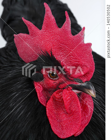 portrait black rooster on white background portrait black rooster on white background 140530502