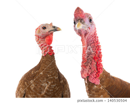 portraits male and female turkey isolated on a white background portraits male and female turkey isolated on a white background 140530504