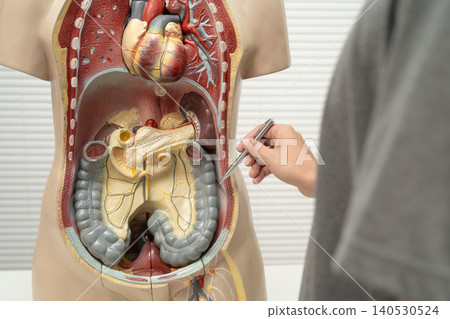 Student teenage learning anatomy biology with human body model in classroom at high school. 140530524