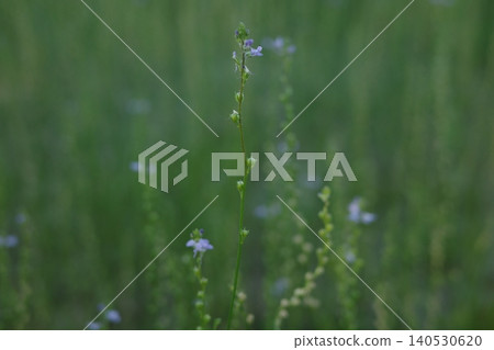 Matsubaunran (Pine-leaved Toadflax) Matsubaunran (Pine-leaved Toadflax) 140530620
