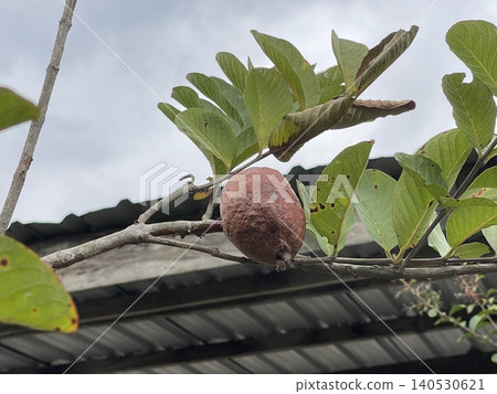 Shriveled Red Brown Rotten Guava Fruit On Branch Shriveled Red Brown Rotten Guava Fruit On Branch 140530621