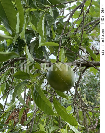 Unripe Abiu Fruit Pouteria Caimito Hanging On Branch Unripe Abiu Fruit Pouteria Caimito Hanging On Branch 140530663