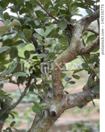 Mottled Exfoliating Bark Texture On Guava Tree Trunk And Branches Mottled Exfoliating Bark Texture On Guava Tree Trunk And Branches 140530778