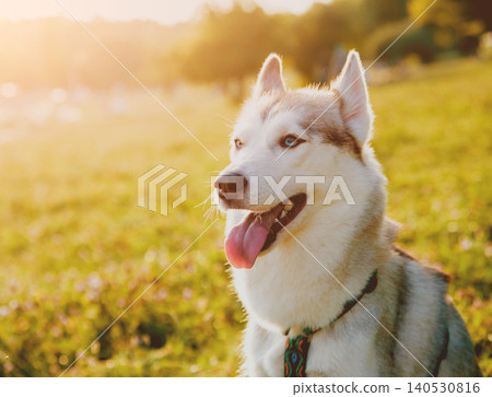 Funny husky at the park on a blurred background 140530816
