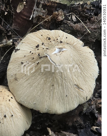Top view of a wild mushroom cap growing on the forest ground 140530931