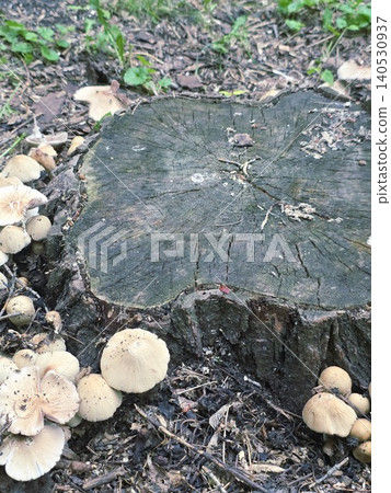 Cluster of small wild mushrooms growing around an old tree stump in the forest Cluster of small wild mushrooms growing around an old tree stump in the forest 140530937