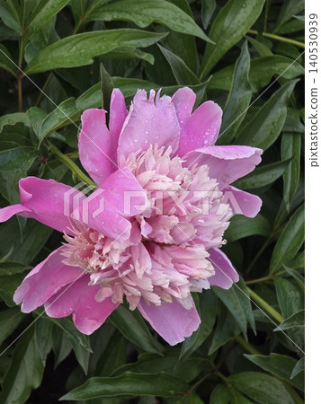 Beautiful pink peony flower blooming in the garden Beautiful pink peony flower blooming in the garden 140530939