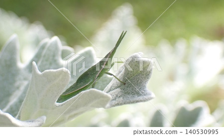 A piggyback grasshopper resting on a leaf 140530995