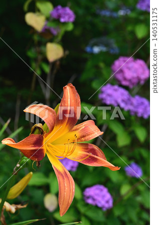 Hemelocalis Hemelocalis 140531175