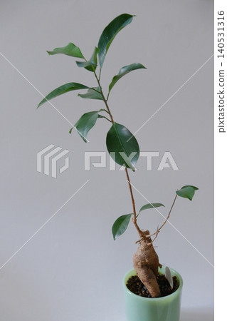 A refreshing full view of a banyan tree in a pot. A refreshing full view of a banyan tree in a pot. 140531316