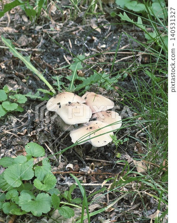 Small cluster of wild mushrooms growing in green grass on the forest ground Small cluster of wild mushrooms growing in green grass on the forest ground 140531327